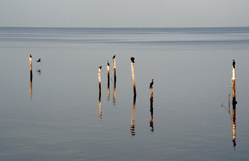 110_Fregatvogels en Aalscholvers langs de kust.jpg